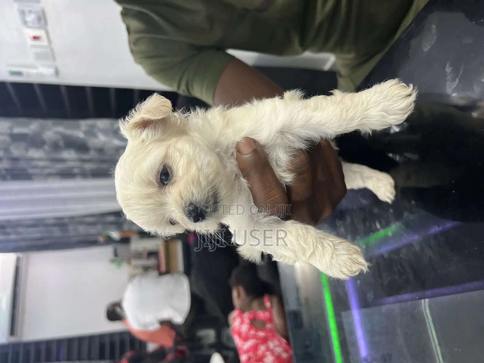 0-1 month Female Purebred Maltese
