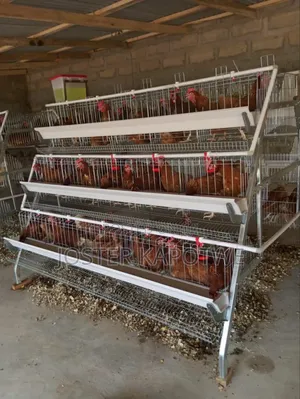 Chicken Cages