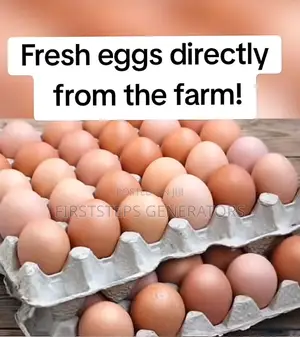 Yellow Yolk Fresh Farm Eggs at Wholesale Eggs Price Pokuase