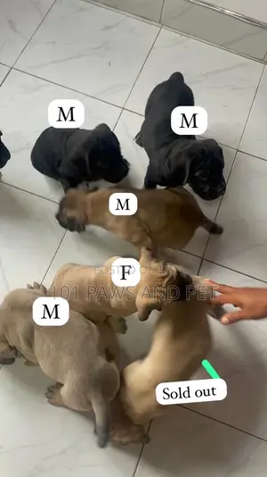 1-3 months Female Purebred Boerboel