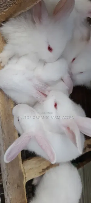 Healthy Rabbits for Sale (Foreign Breeds)