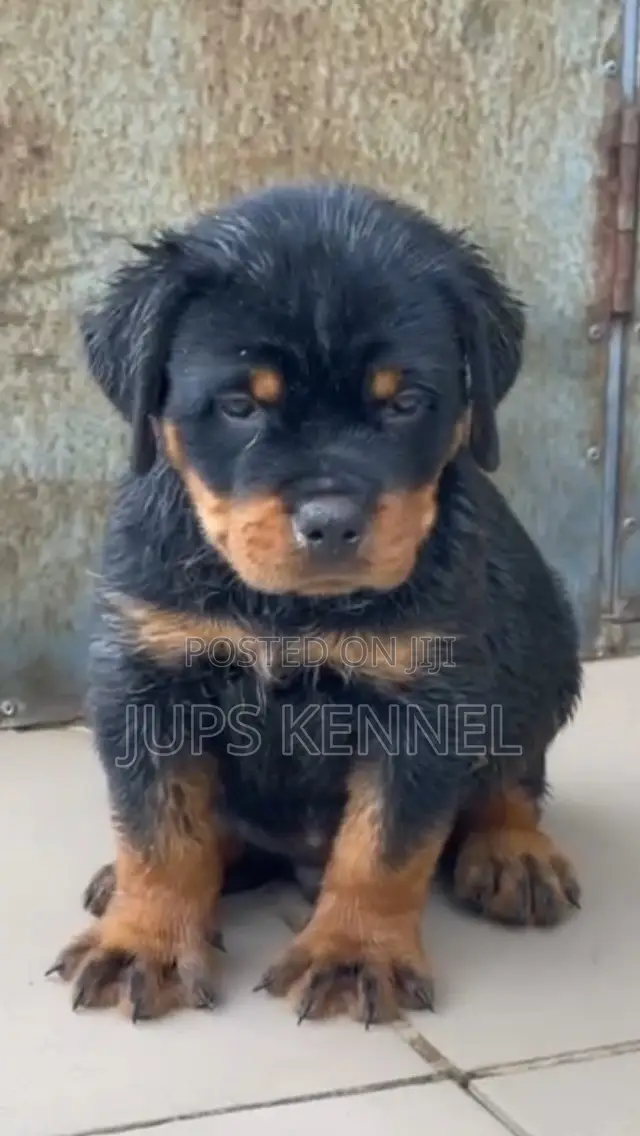 1-3 months Male Purebred Rottweiler