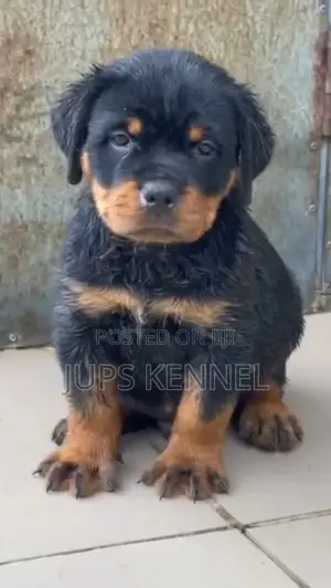 1-3 months Male Purebred Rottweiler