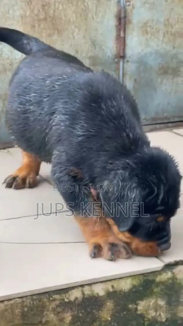 1-3 months Male Purebred Rottweiler