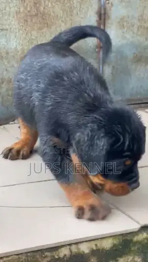 1-3 months Male Purebred Rottweiler