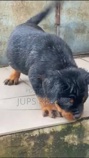 1-3 months Male Purebred Rottweiler