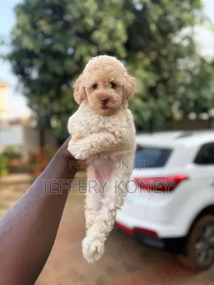 1-3 months Female Purebred Poodle