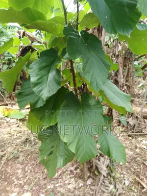 Seedlings for Plantation