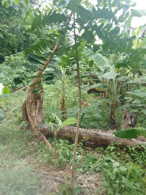 Seedlings for Plantation