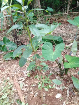 Seedlings for Plantation