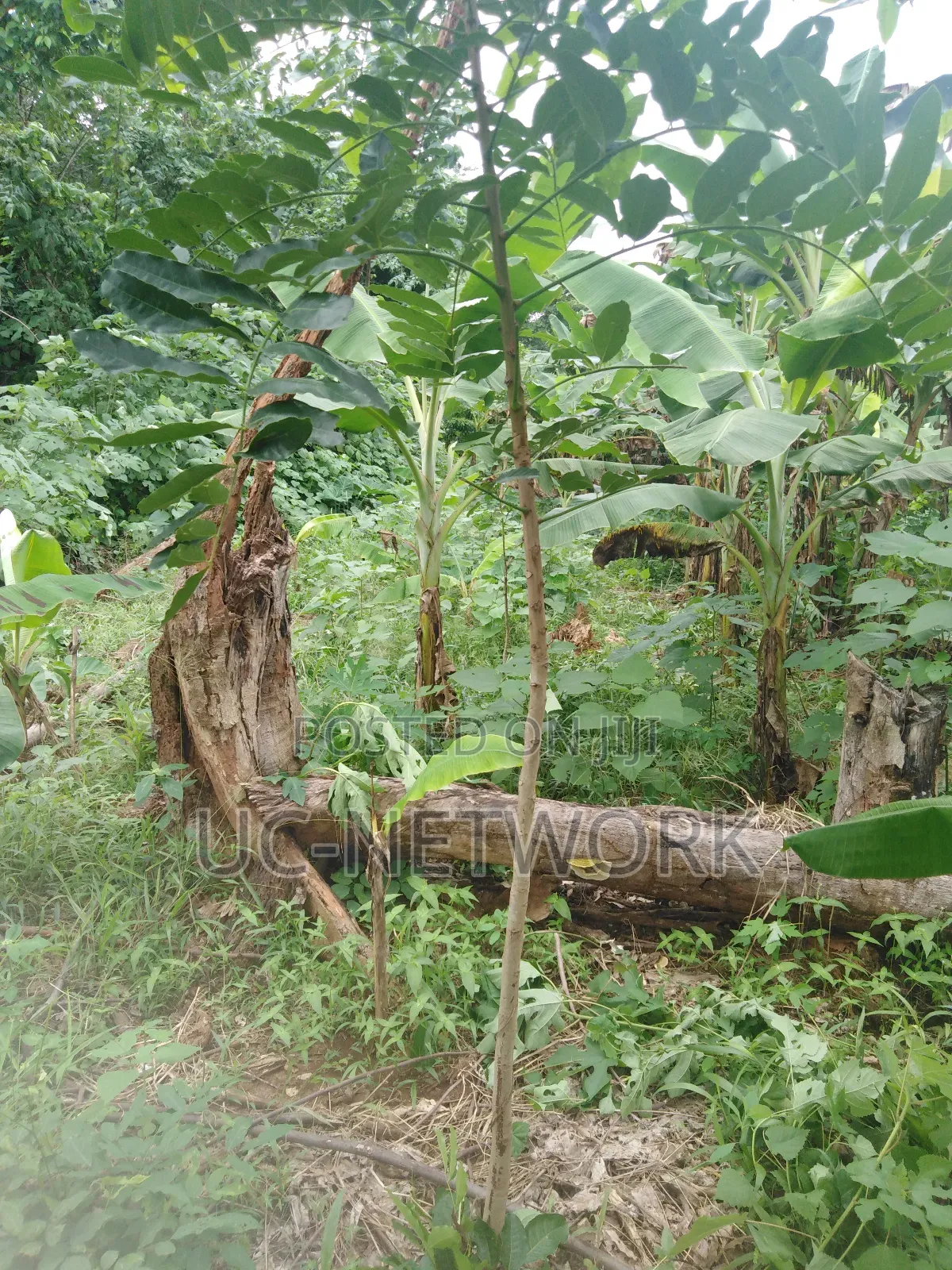 Seedlings for Plantation