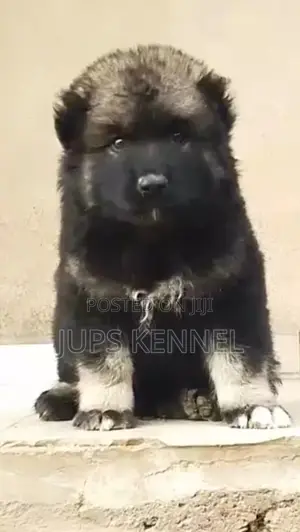 1-3 months Male Purebred Caucasian Shepherd