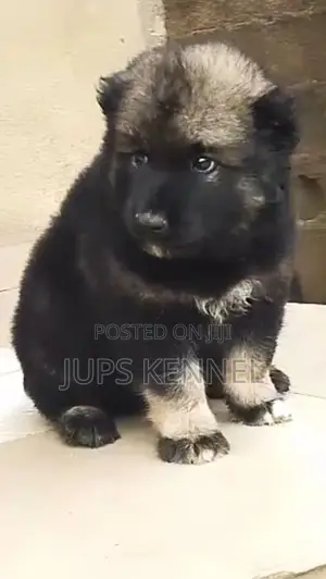 1-3 months Male Purebred Caucasian Shepherd