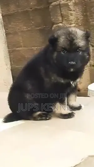 1-3 months Male Purebred Caucasian Shepherd