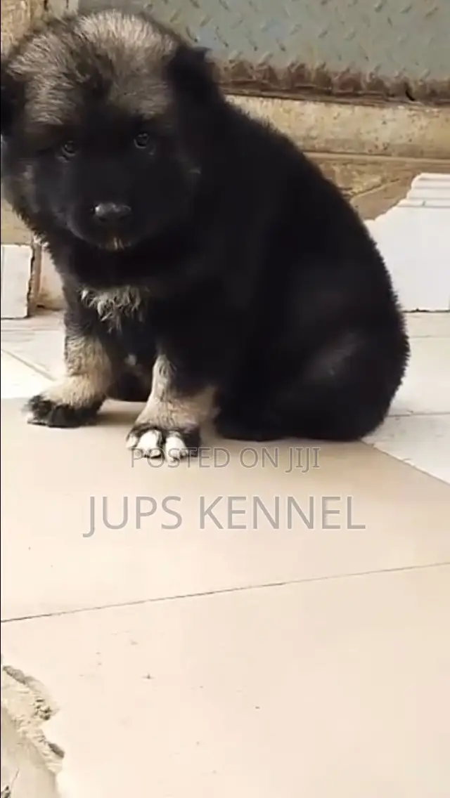 1-3 months Male Purebred Caucasian Shepherd
