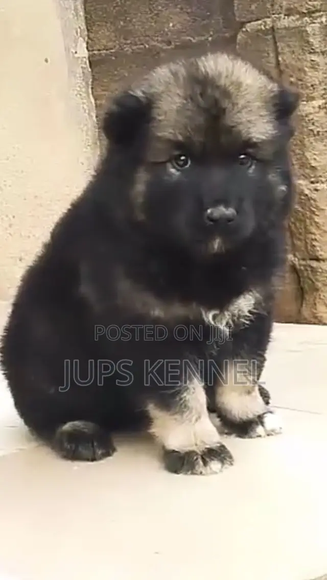 1-3 months Male Purebred Caucasian Shepherd