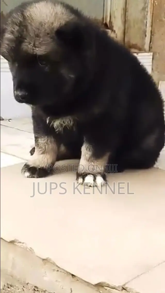 1-3 months Male Purebred Caucasian Shepherd