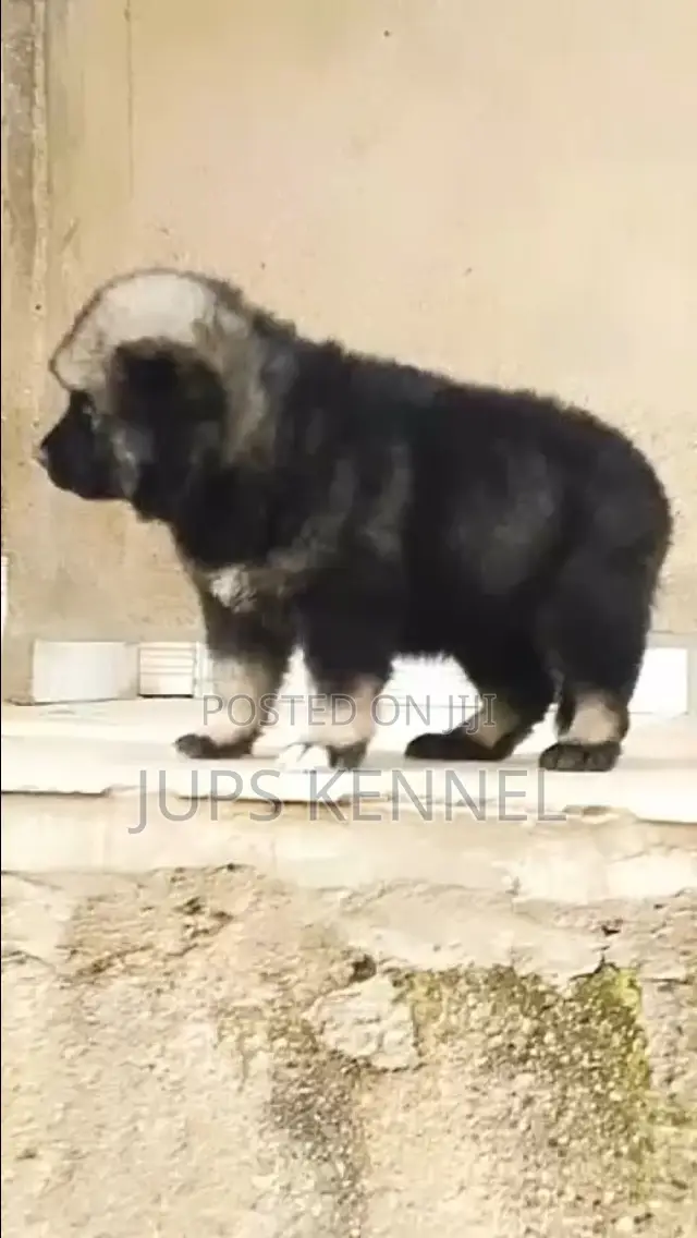 1-3 months Male Purebred Caucasian Shepherd