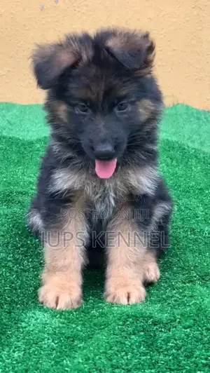 1-3 months Female Purebred German Shepherd