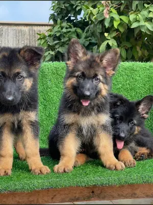 1-3 months Male Purebred German Shepherd