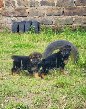 1-3 months Male Purebred German Shepherd