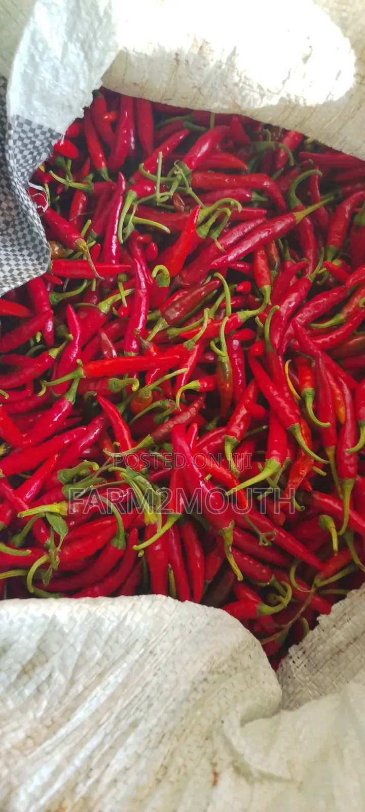 Dried Chilli Pepper