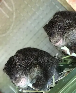 Grasscutters for Sale