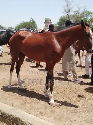 Tamed and Trained Male Adolescent Horse