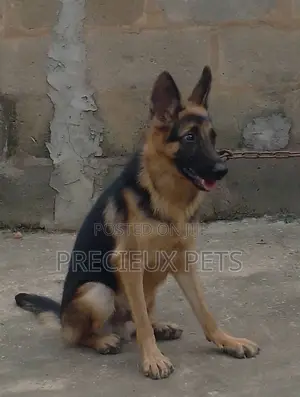 1+ year Female Purebred German Shepherd