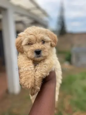 1-3 months Female Purebred Poodle