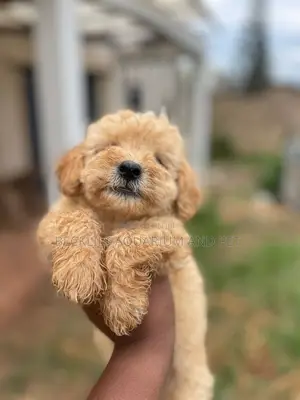 1-3 months Female Purebred Maltese