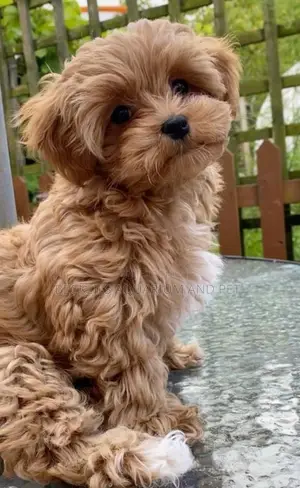 1-3 months Female Purebred Poodle