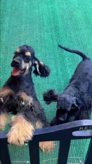 3-6 months Female Purebred Cocker Spaniel