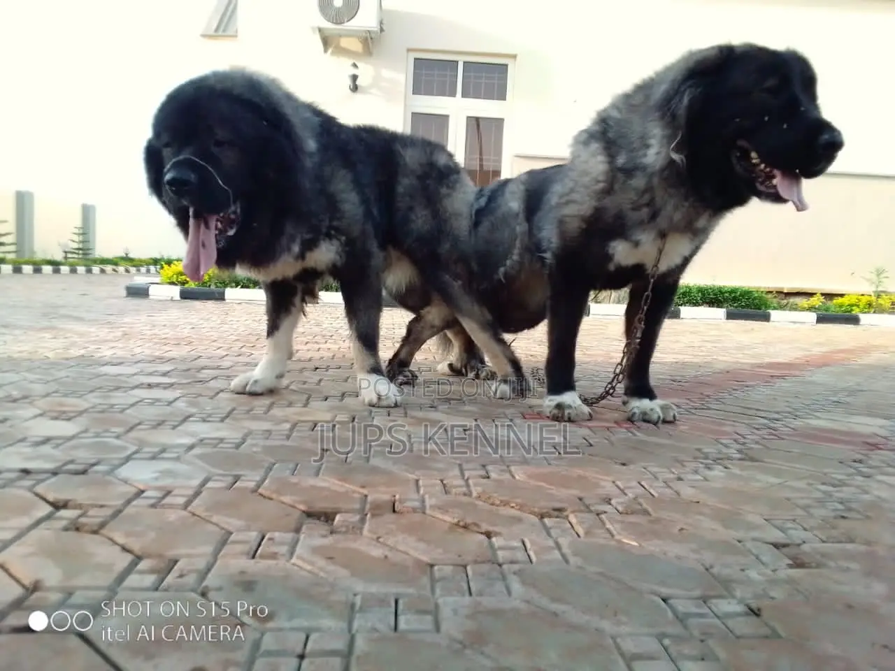 1-3 months Male Purebred Caucasian Shepherd