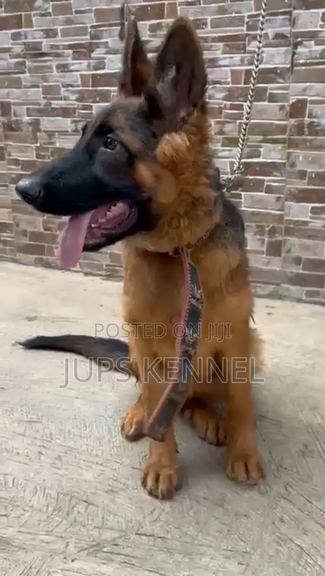 3-6 months Female Purebred German Shepherd