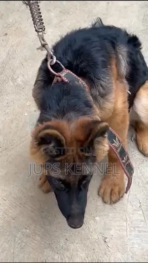 3-6 months Female Purebred German Shepherd