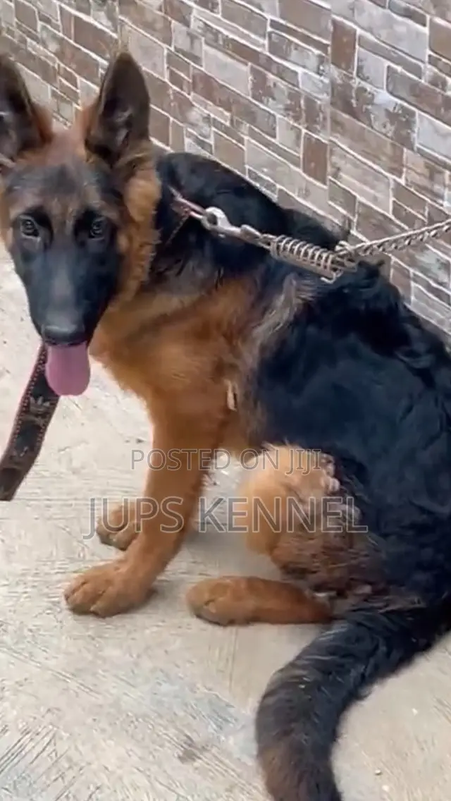 3-6 months Female Purebred German Shepherd