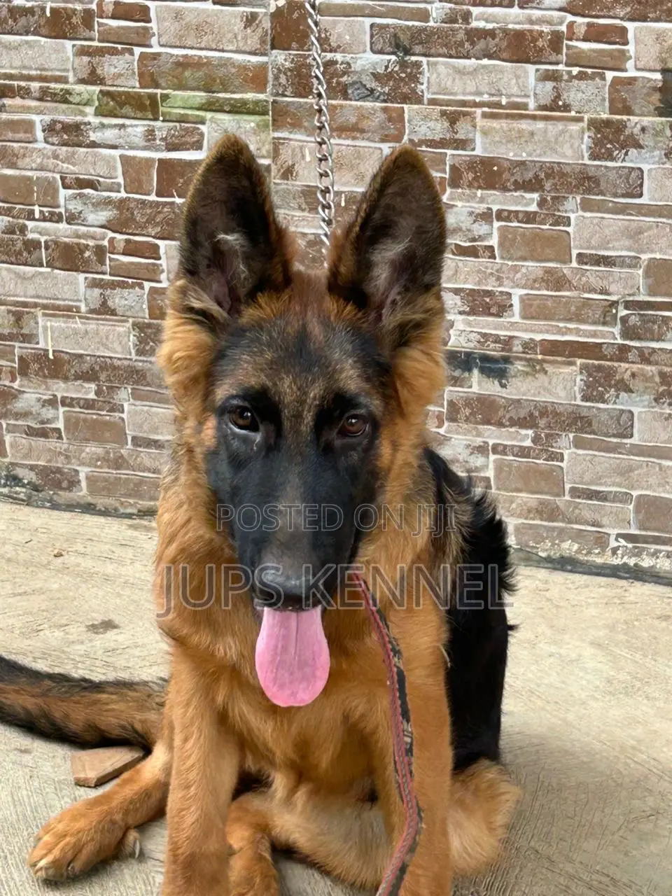 3-6 months Female Purebred German Shepherd