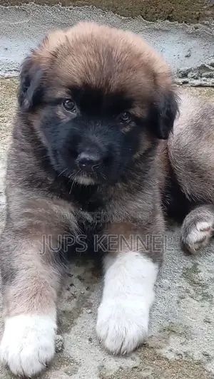 1-3 months Female Purebred Caucasian Shepherd
