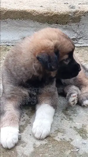 1-3 months Female Purebred Caucasian Shepherd