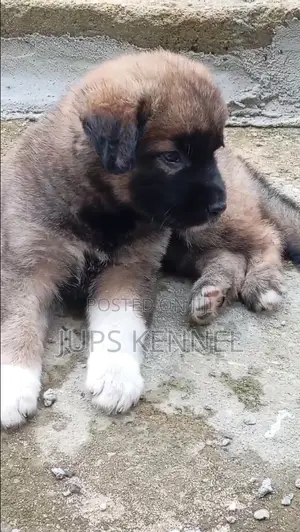 1-3 months Female Purebred Caucasian Shepherd