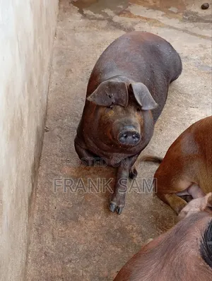 Good Genetics Duroc Piglets for Sale Both Male and Female