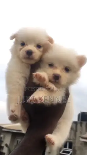 1-3 months Female Purebred American Eskimo