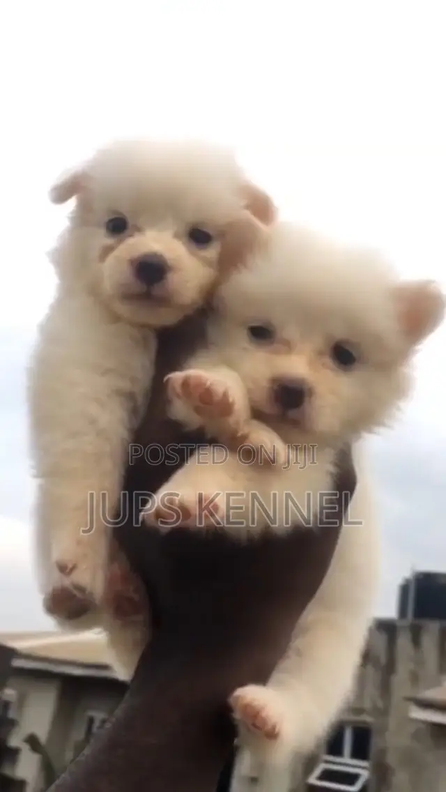 1-3 months Female Purebred American Eskimo