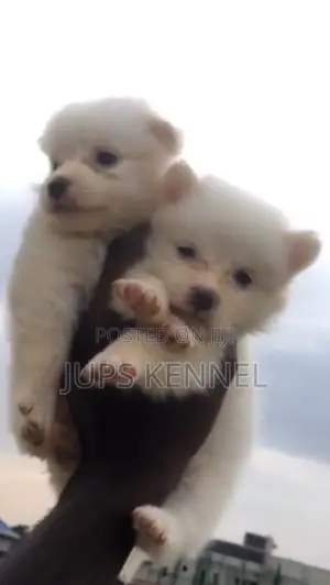 1-3 months Female Purebred American Eskimo
