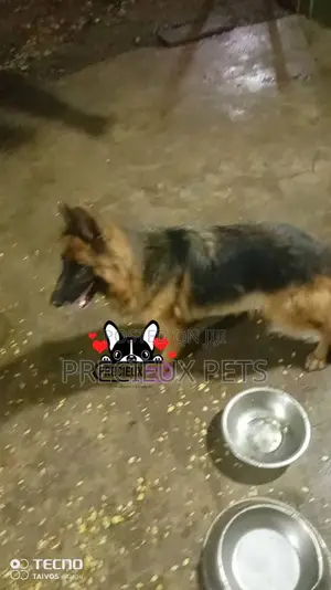 1+ year Female Purebred German Shepherd