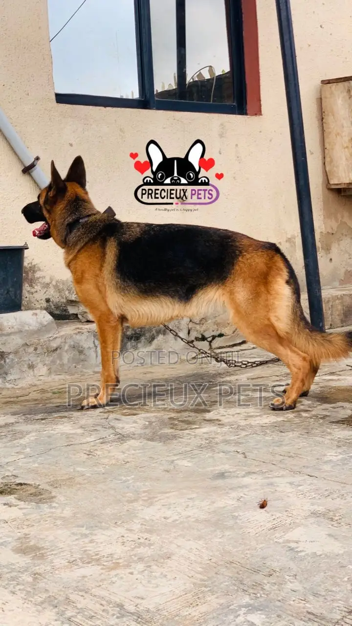 1+ year Female Purebred German Shepherd