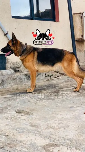 1+ year Female Purebred German Shepherd