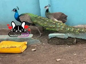 1 Pair of Adult Peacock (Peacock Peafowl)