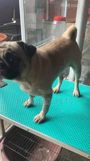 Adult Male Pug For Stud / Crossing / Mating At Precieux-pets